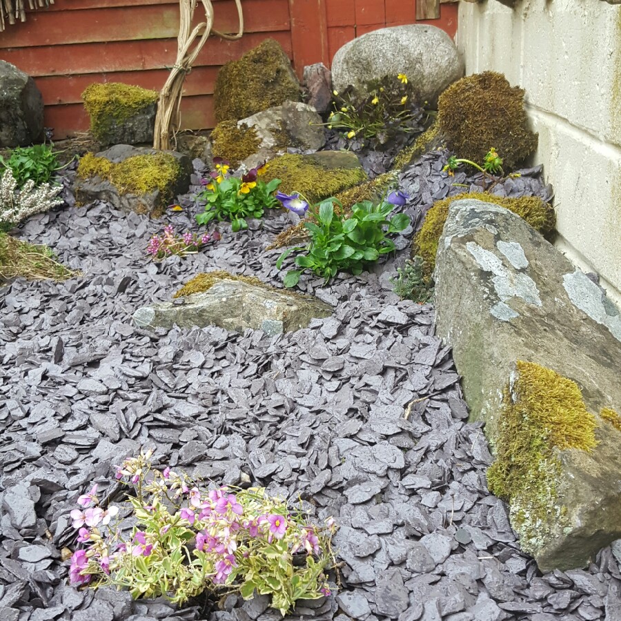 Louise's garden