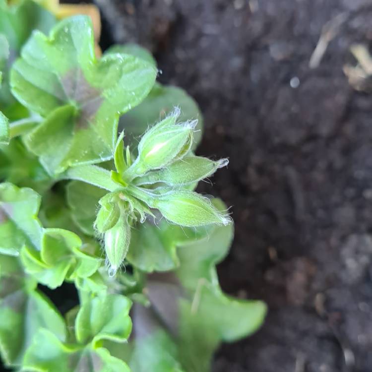 plant image 1324592