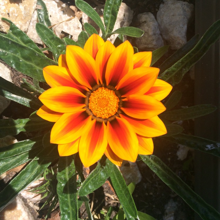 Plant image Gazania rigens Big Kiss 'Yellow Flame'