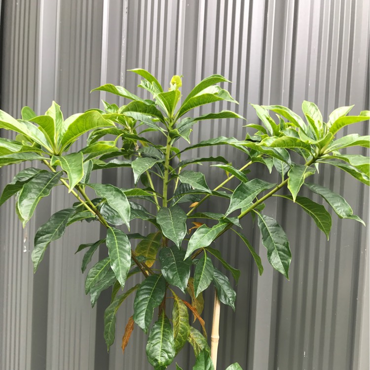 Plant image Hymenosporum flavum