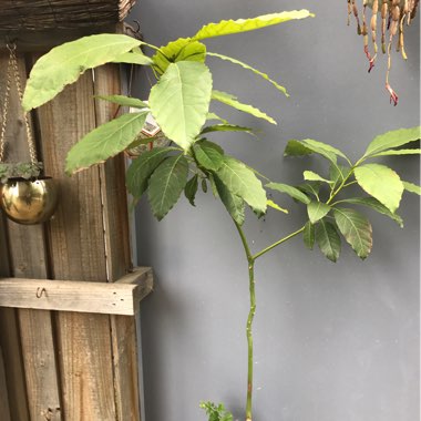 Avocado 'Hass'
