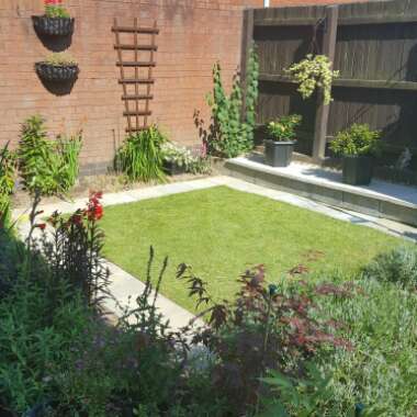 Kim's garden