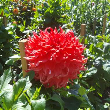 Kim's garden