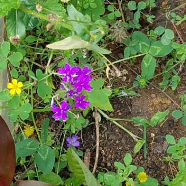 Andrea's garden