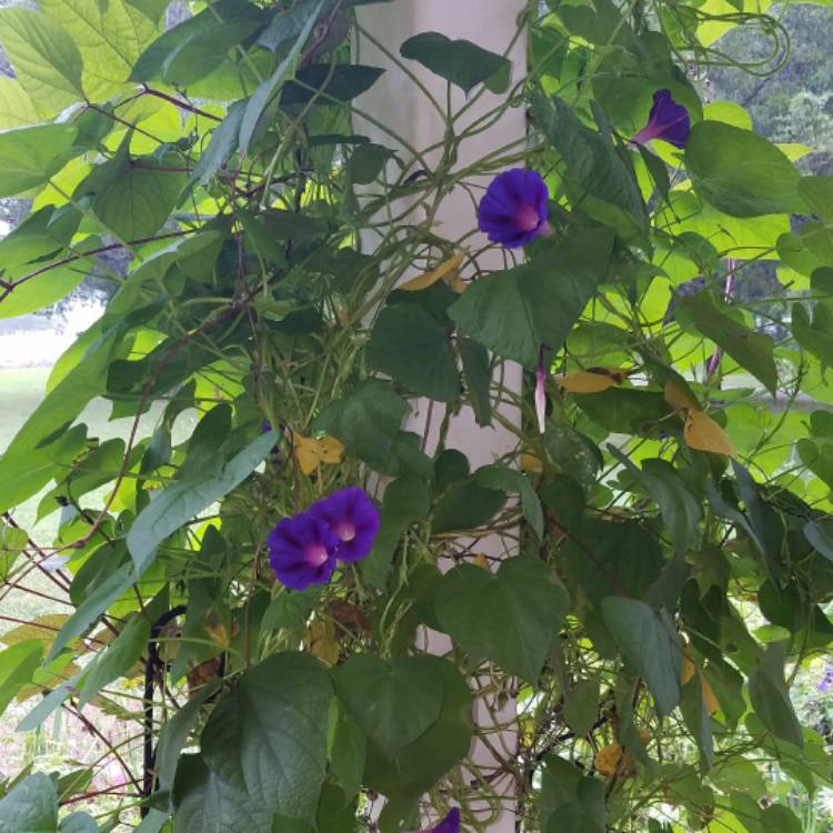 plant image 520337