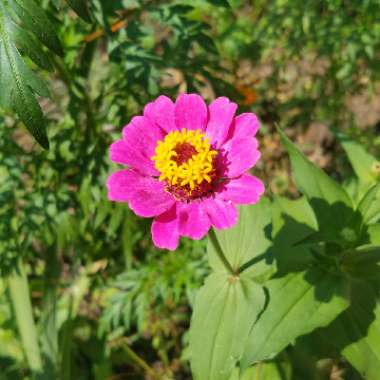 Zinnia 'Purple Prince'