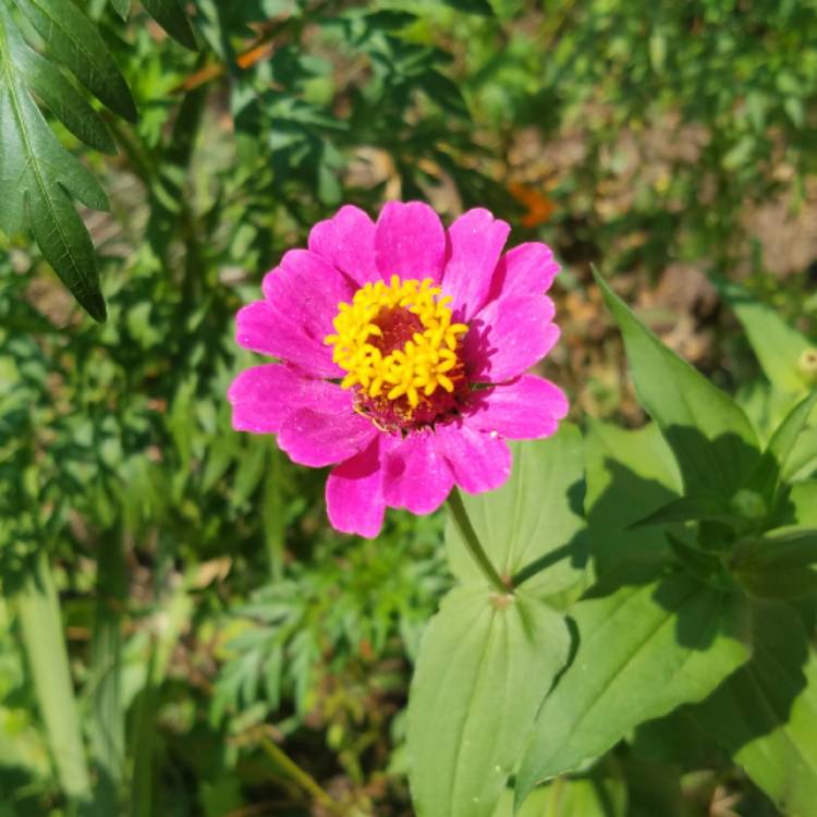 plant image 520343