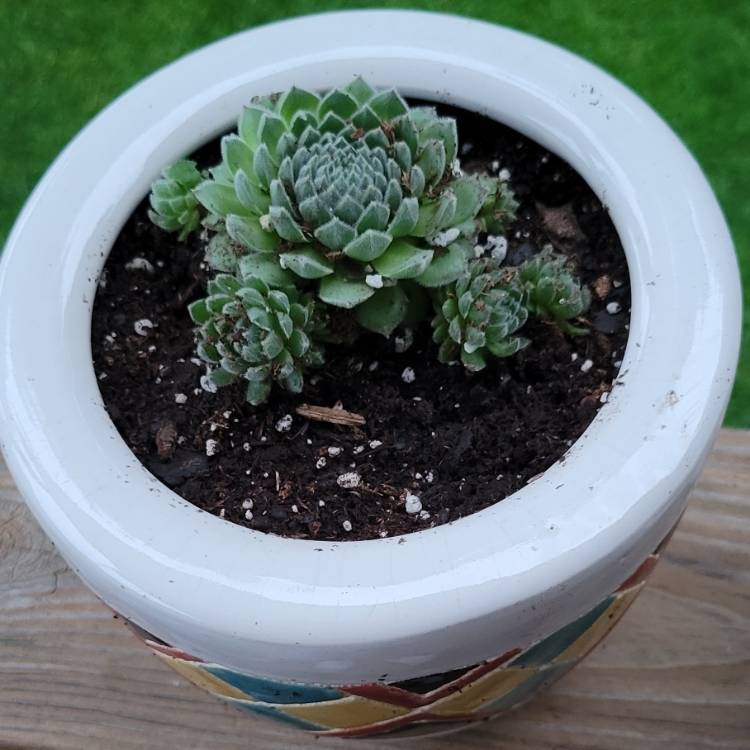 plant image 1489080