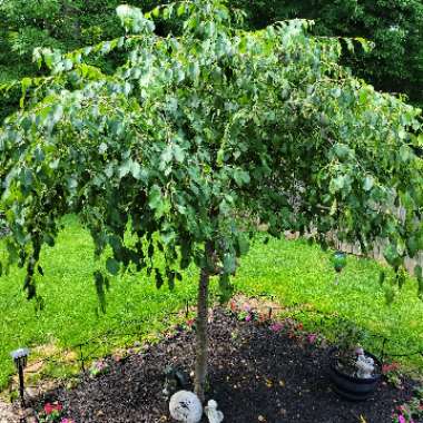 Malus x scheideckeri 'Red Jade'