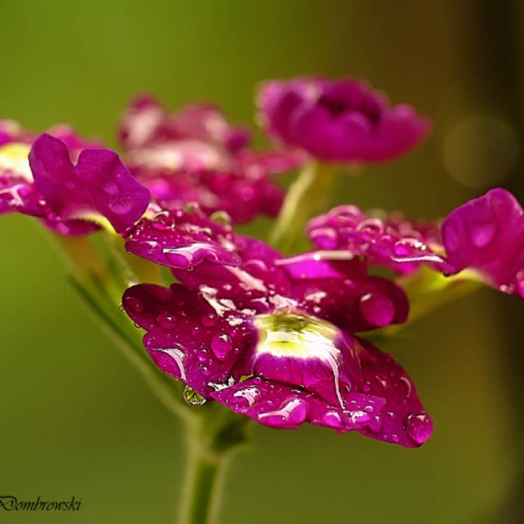 Plant image Verbena 'Magelana Red'