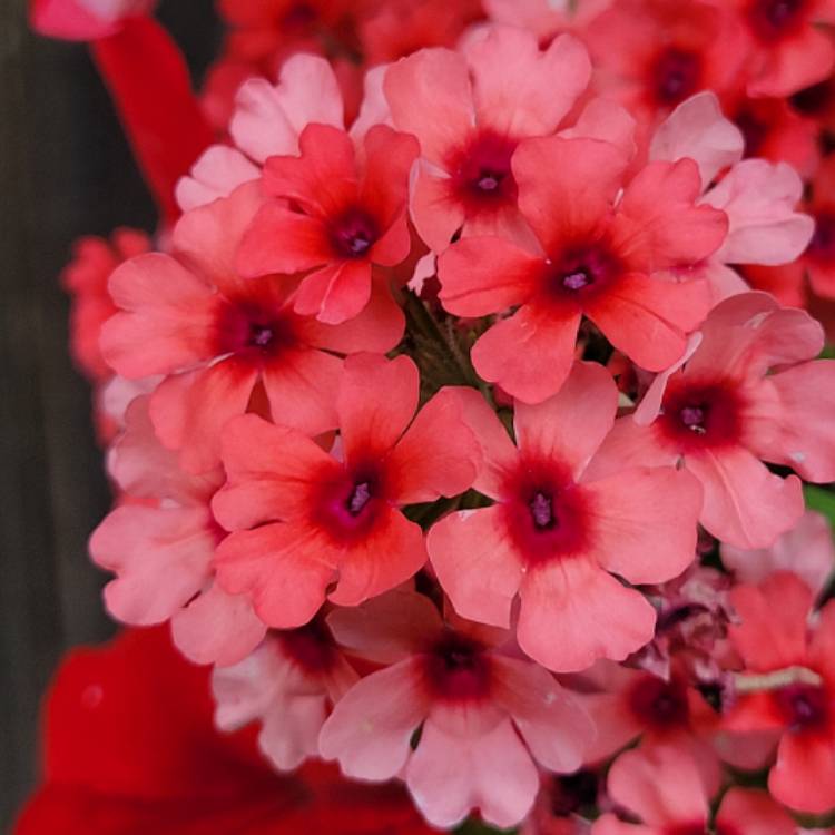 Plant image Verbena 'Magelana Red'