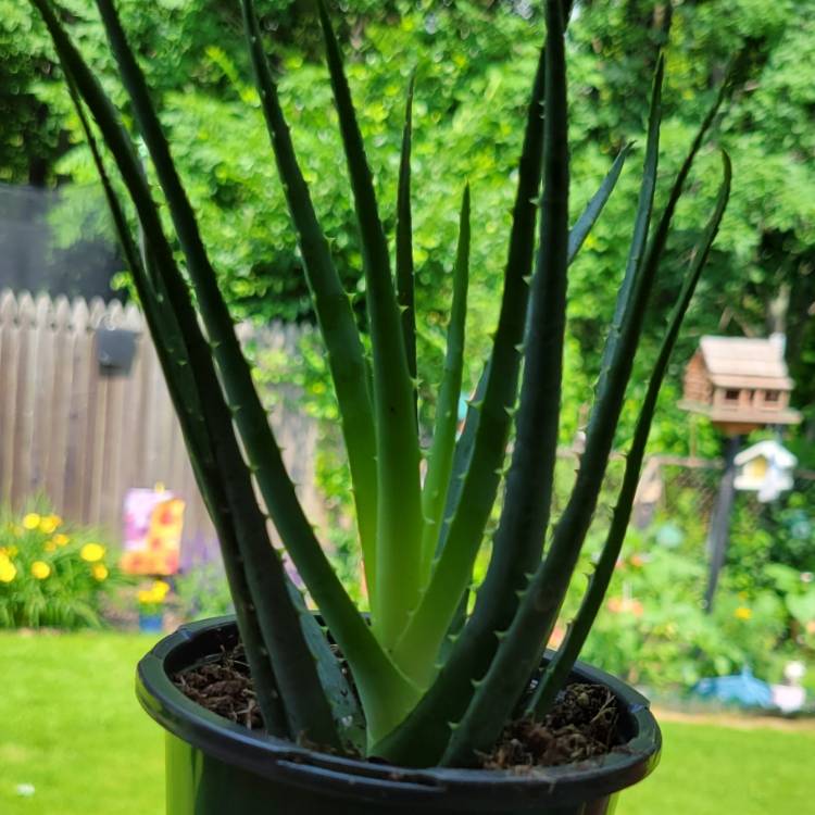 Plant image Aloe 'Blue Elf'