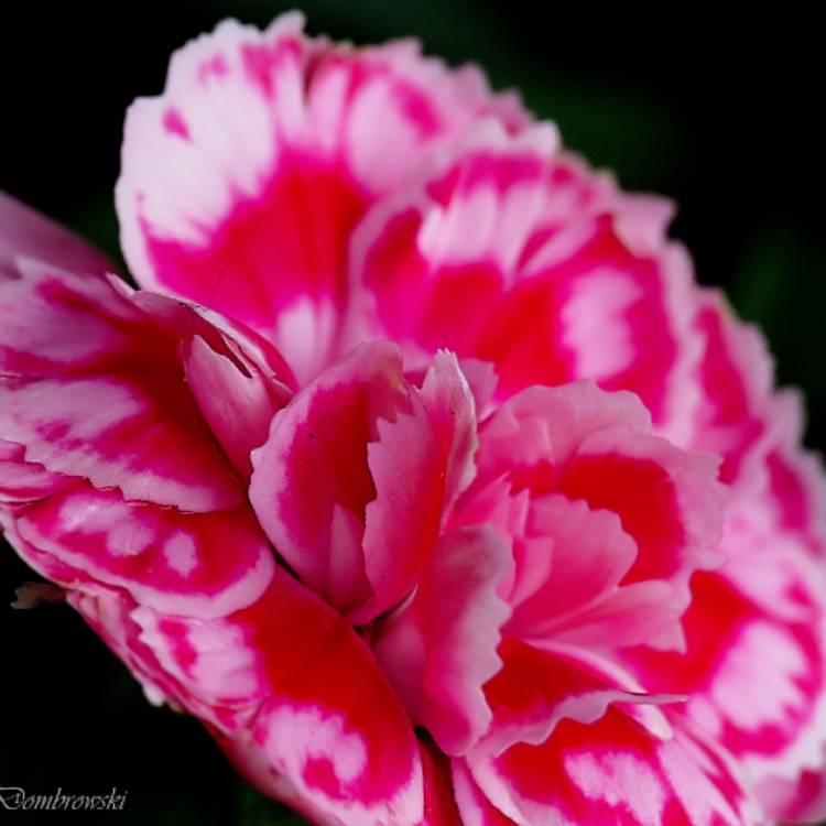 Plant image Dianthus chinensis x barbatus