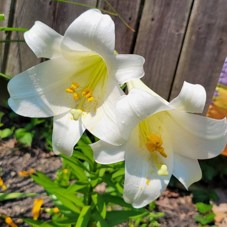 plant image 1505509