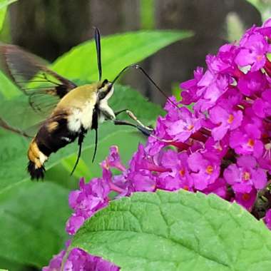 Buddleja davidii 'Black Knight'