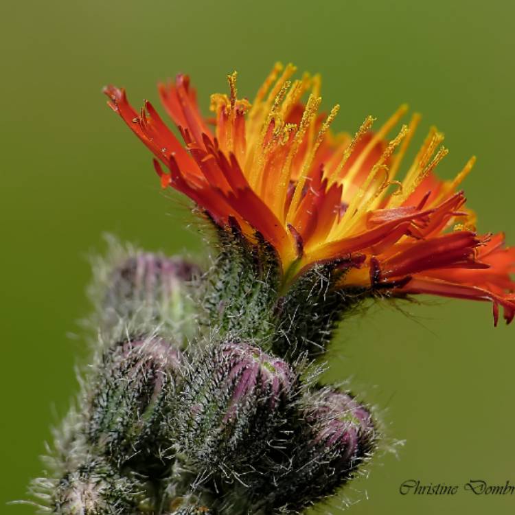Plant image Hieracium