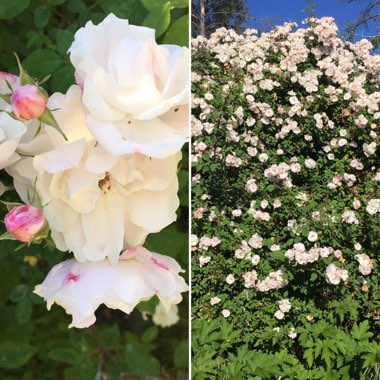 Marie's garden