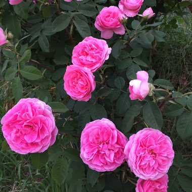 Marie's garden