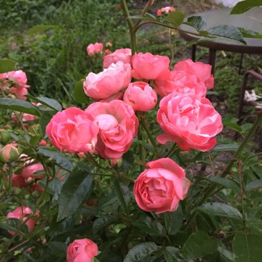 Marie's garden
