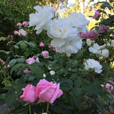 Marie's garden