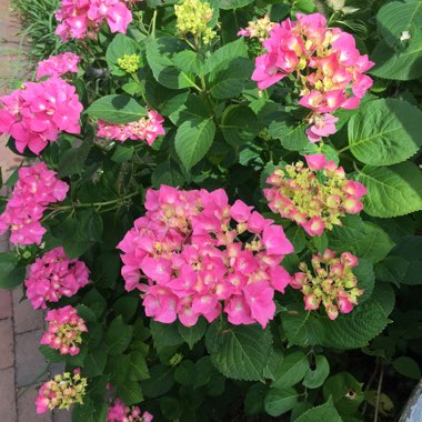 Marie's garden