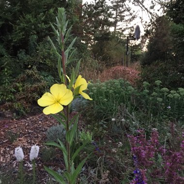 Marie's garden