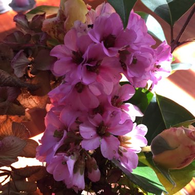 Elephant's Ears (Bergenia)