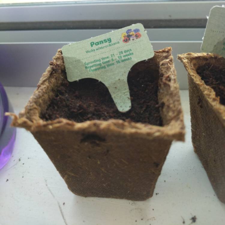 plant image 1175804