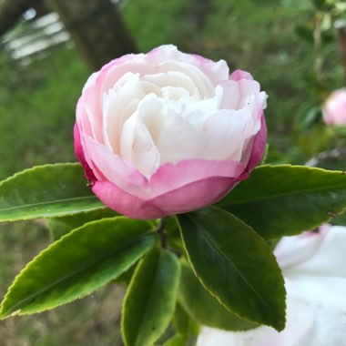 Camellia sasanqua 'Paradise Blush'