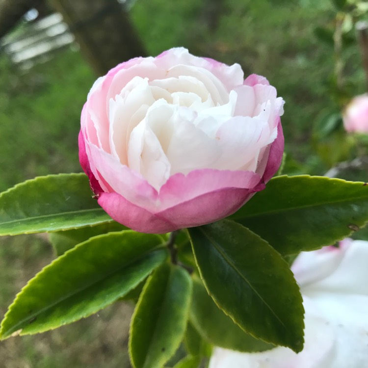 Plant image Camellia sasanqua 'Paradise Blush'