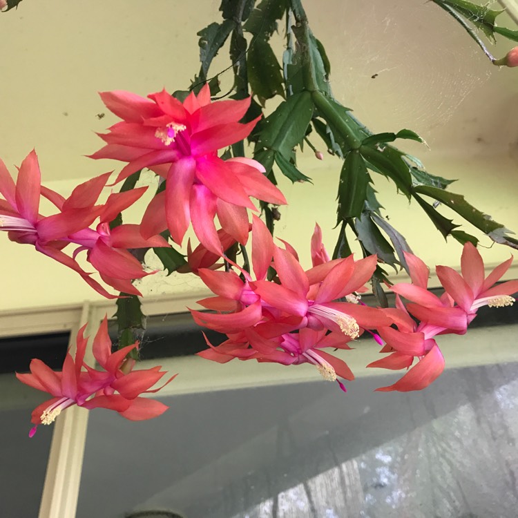 plant image 439413