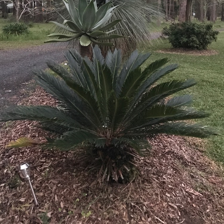 Plant image Encephalartos altensteinii