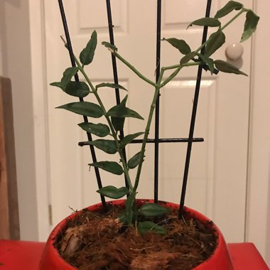 Minature Waxplant