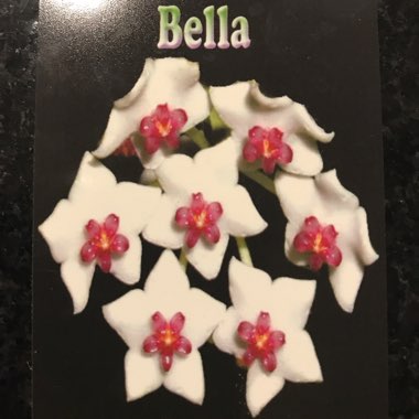 Minature Waxplant