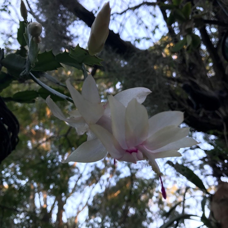 plant image 440562
