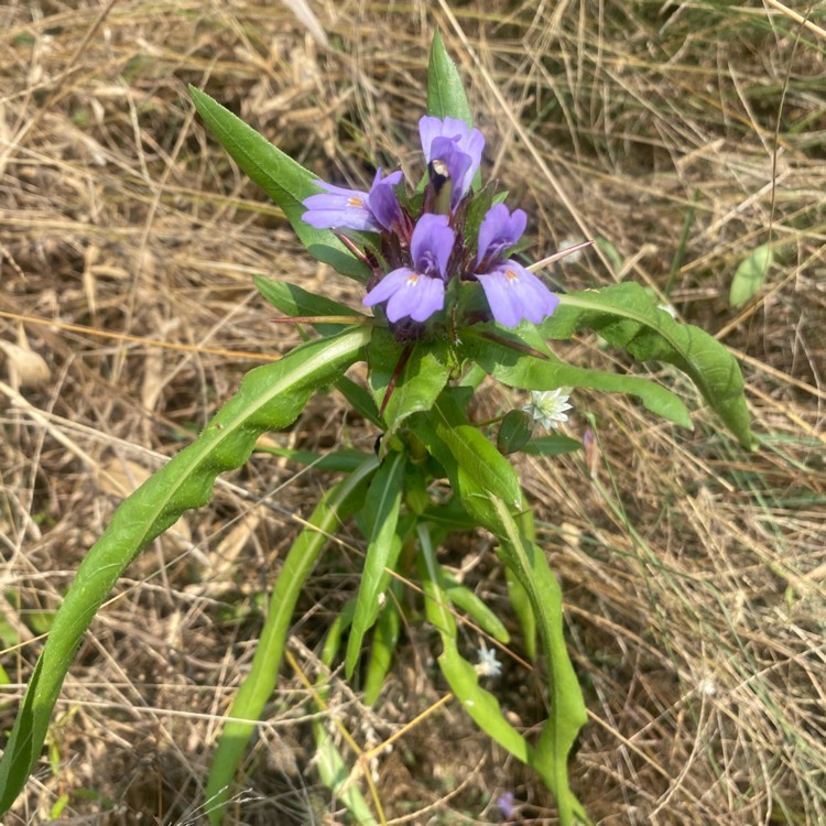 Plant image Hygrophila Auriculata 