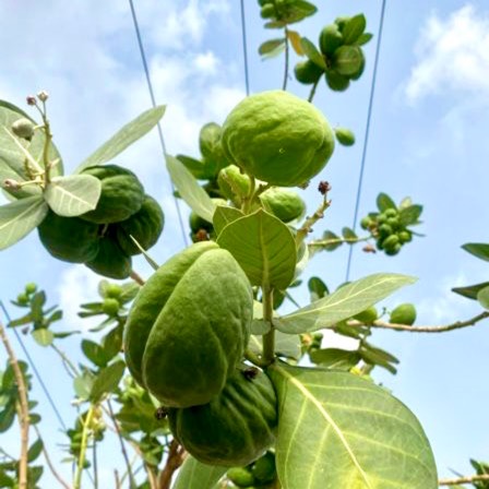 Plant image Calotropis gigantea