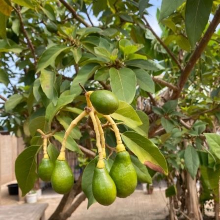 plant image 1657706