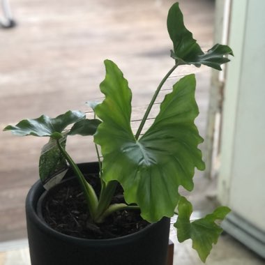 Thaumatophyllum bipinnatifidum 'Hope' syn. Philodendron bipinnatifidum 'Hope', Philodendron selloum 'Hope'