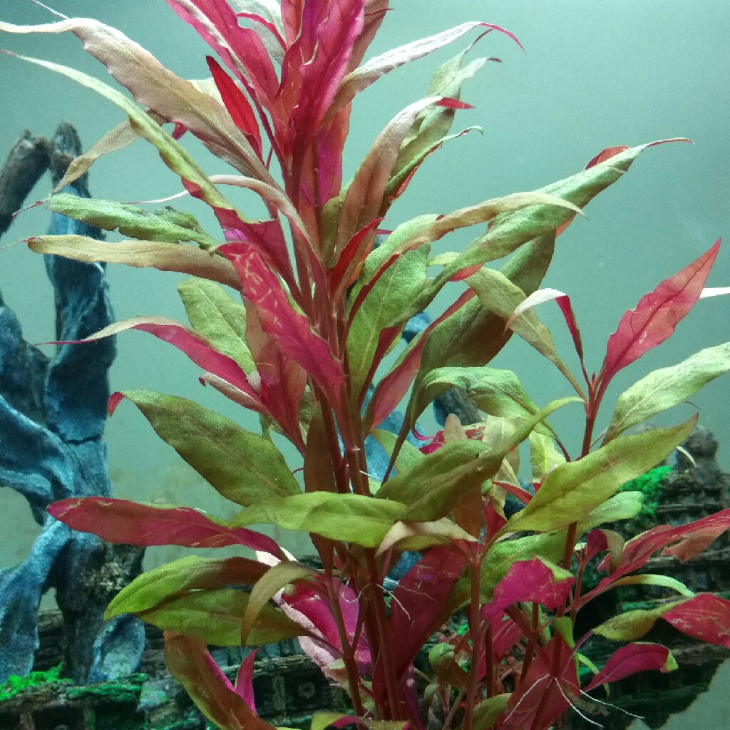 Plant image Alternanthera