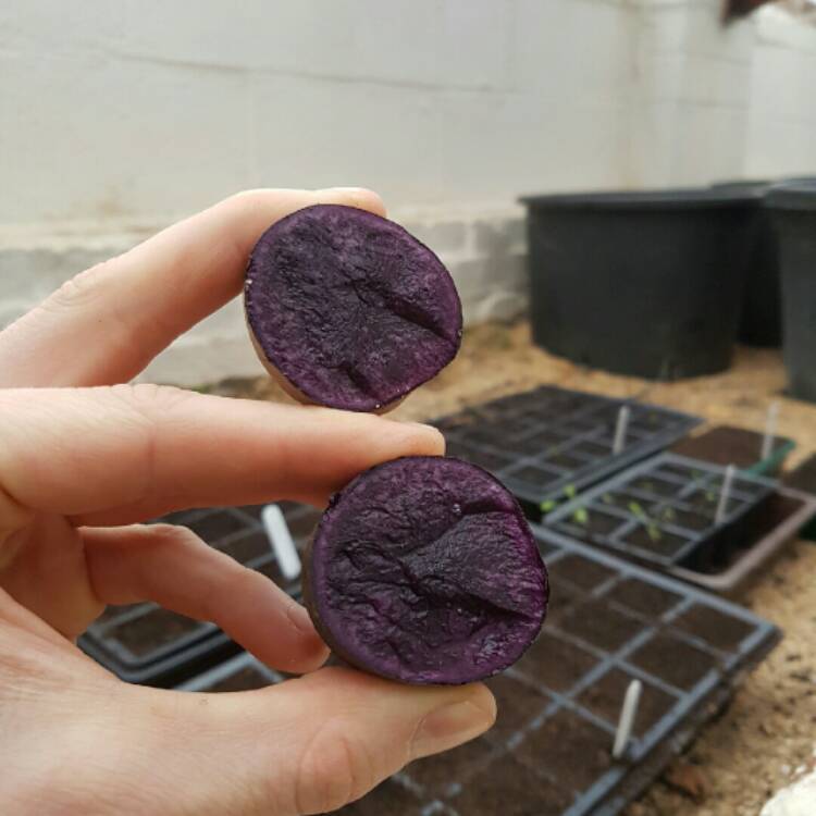 plant image 308294