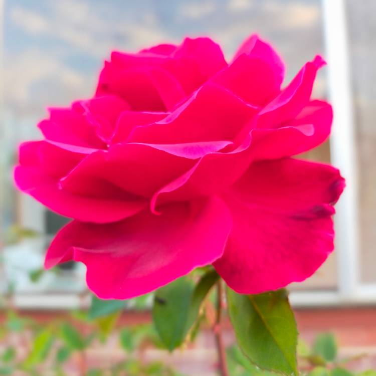 Plant image Rosa 'Mister Lincoln'