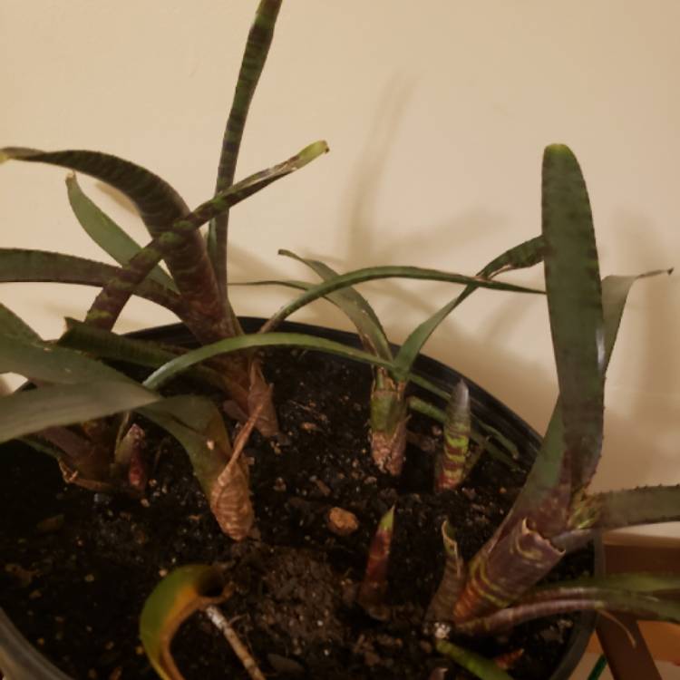 plant image 1160761