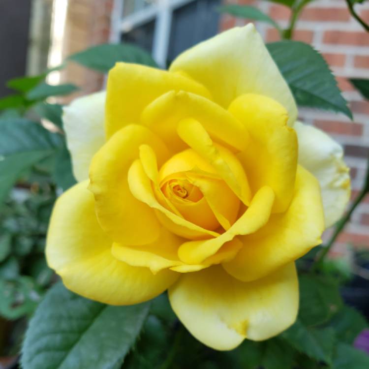 Plant image Rosa 'Golden Showers'