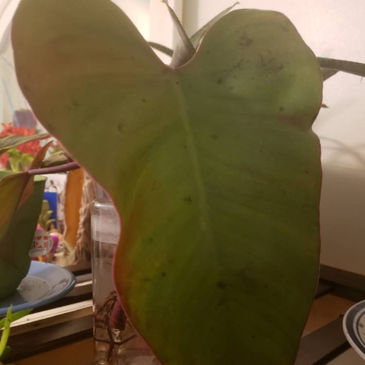 Plant image Philodendron erubescens 'Red Emerald'