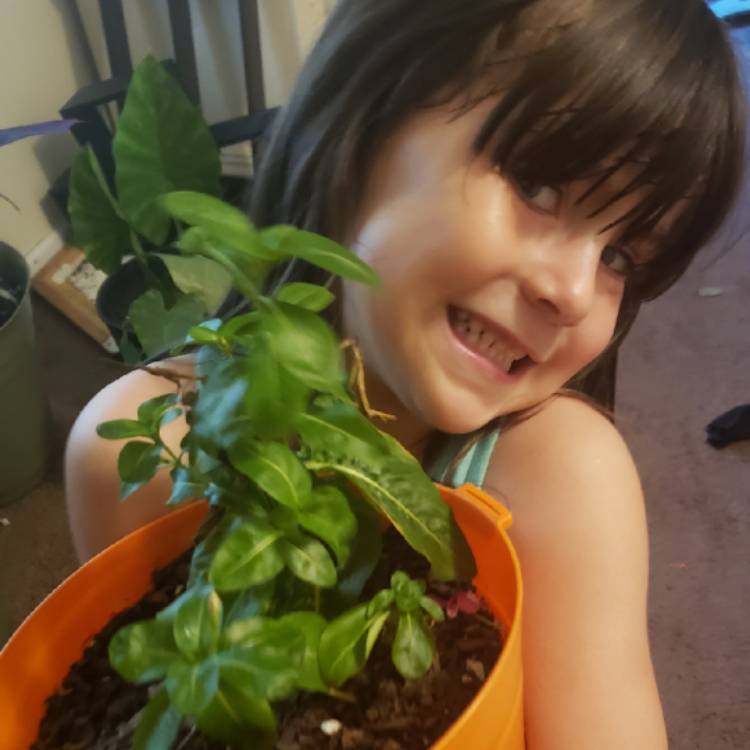 plant image 1163716