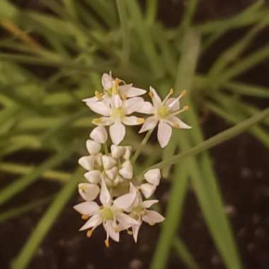Allium tuberosum