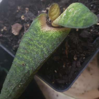 Gasteria batesiana var. batesiana
