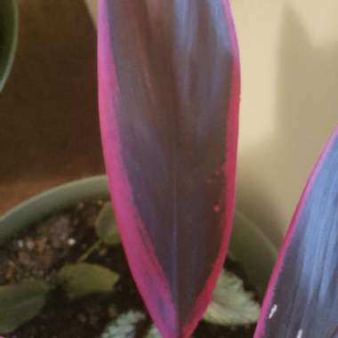 Cordyline fruticosa 'Red Tips'