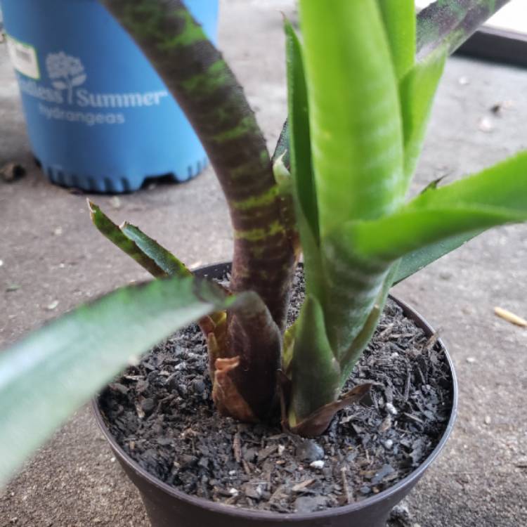 Plant image Neoregelia 'Hannibal Lector'